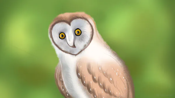 Owl