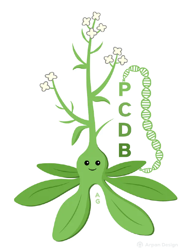 Arabidopsis cartoon